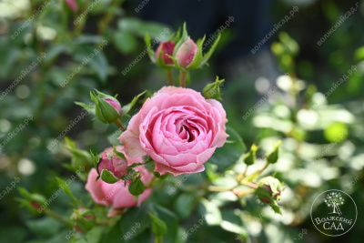 Роза Помпонелла (флориб, розов) н