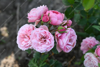 Роза Помпонелла (флориб, розов) н