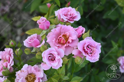 Роза Санта Барбара (флориб, розов)