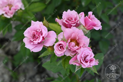 Роза Санта Барбара (флориб, розов)