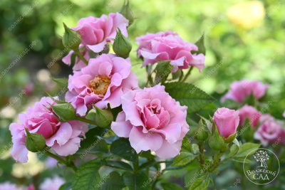 Роза Санта Барбара (флориб, розов)