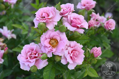 Роза Санта Барбара (флориб, розов)