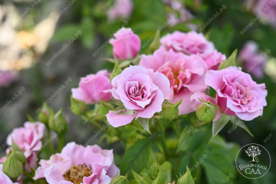 Роза Санта Барбара (флориб, розов)