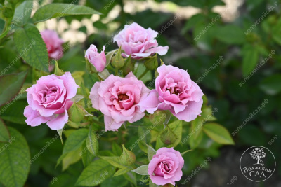 Роза Санта Барбара (флориб, розов)