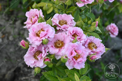 Роза Санта Барбара (флориб, розов)