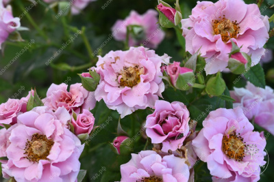 Роза Санта Барбара (флориб, розов)