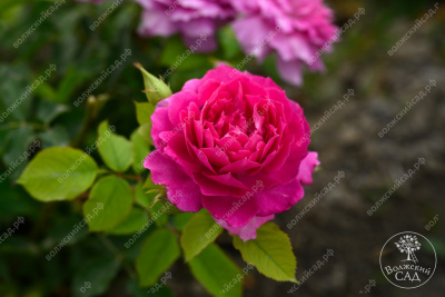 Роза Шахерезада (шраб, розов)