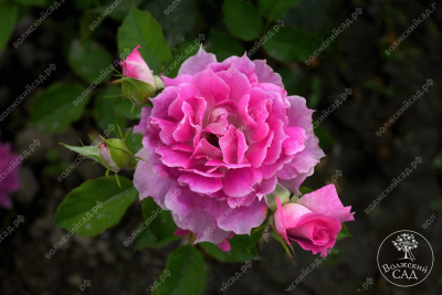 Роза Шахерезада (шраб, розов)