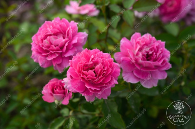 Роза Шахерезада (шраб, розов)