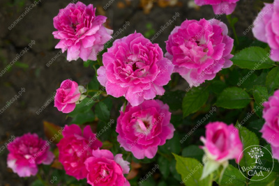 Роза Шахерезада (шраб, розов)