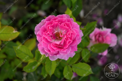 Роза Шахерезада (шраб, розов)