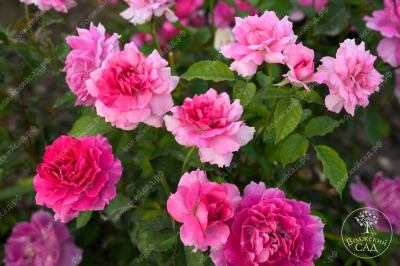 Роза Шахерезада (шраб, розов)