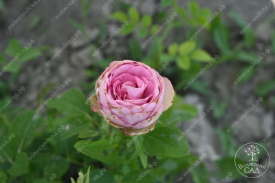 Роза Блоссом Баблс (спрей, сиренев)