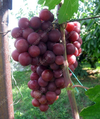 Виноград Авалон