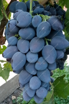 Виноград Гала