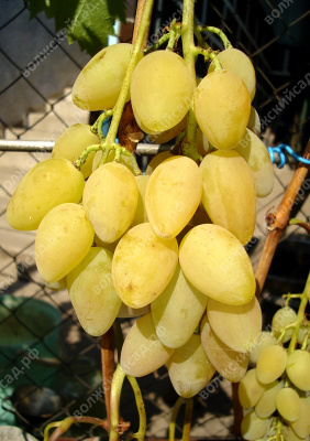 Виноград Елена