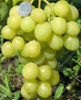 Виноград Золотая Королева