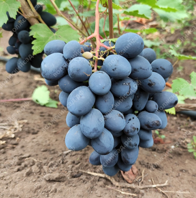 Виноград Ласточка