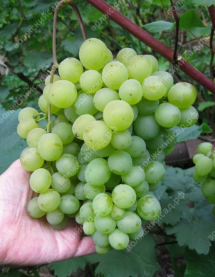 Виноград Марсианин