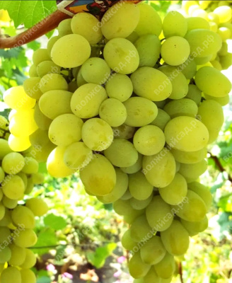 Виноград Московский Белый