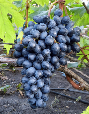 Виноград Юнкер