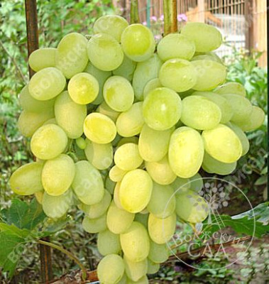 Виноград Августин