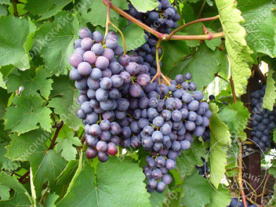 Виноград Аметистовый