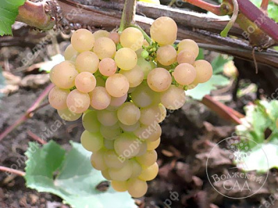 Виноград Платовский