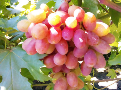 Виноград Анжелика