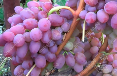 Виноград Гелиос