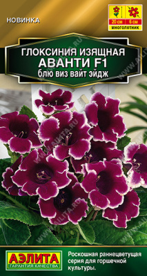 Глоксиния Аванти блю виз вайт эйдж 5шт