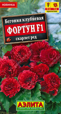 Бегония Фортун скарлет ред 5шт
