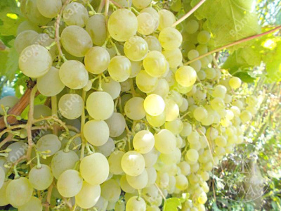 Виноград Краса Севера