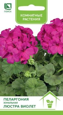 Пеларгония Люстра виолет 5шт