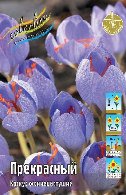 Крокус прекрасный (10 шт)