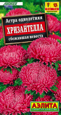 Астра Хризантелла Сбежавшая невеста 15шт
