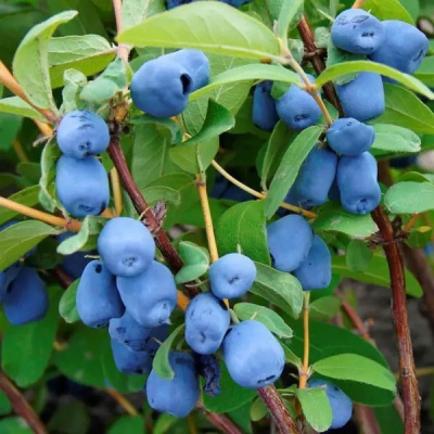 Жимолость Голубое Сокровище (коробка) 20шт