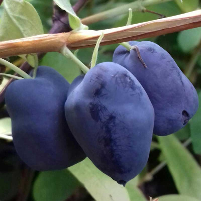 Жимолость Северная красавица (коробка) 20шт