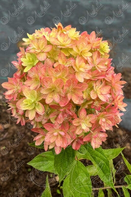 Гортензия Мечта Лескова (коробка) 20шт