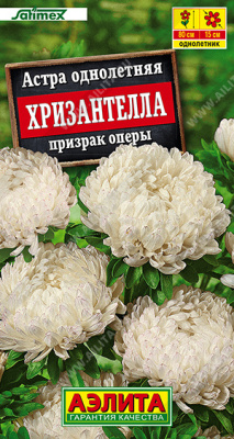 Астра Хризантелла Призрак оперы 15шт