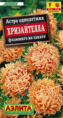 Астра Хризантелла Фламинго на закате 15шт