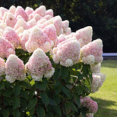 Гортензия Саммер Лав (коробка) 20шт