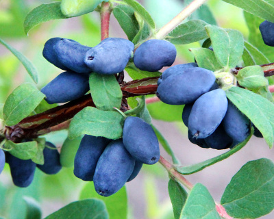 Жимолость Медовая Пчелка (коробка) 20шт