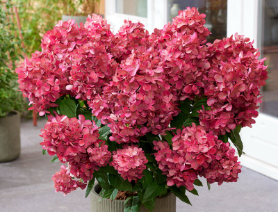 Гортензия Бонфайр (коробка) 20шт