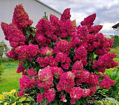 Гортензия Даймонд Руж (коробка) 20шт