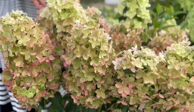 Гортензия Металлика (коробка) 20шт