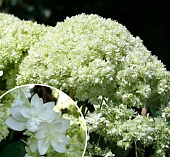 Гортензия Дабл Аннабель (коробка) 20шт