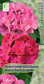 Пеларгония Династия фиолетово-розовая 5шт