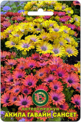 Остеоспермум Акила Гавайи Сансет 5шт