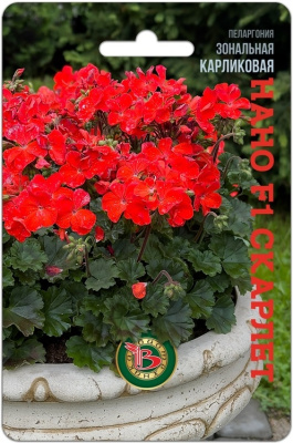 Пеларгония Нано Скарлет карликовая 5шт